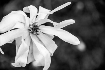Black and white flower