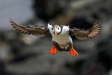 Atlantic Puffin - Flight
