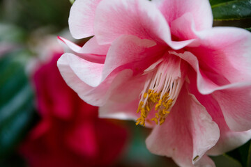 Close up of pink rose
