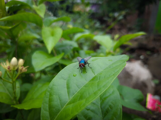fly on leaf