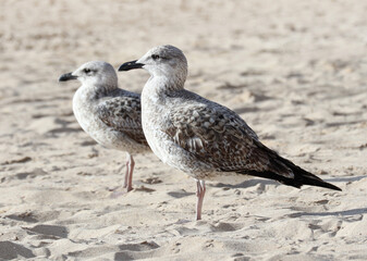Two Herring Gulls
