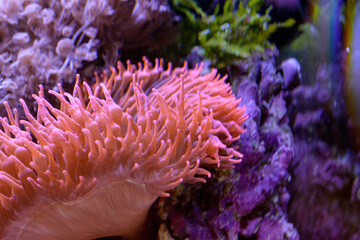 Anemone