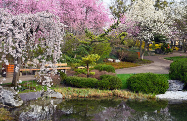 Fototapeta na wymiar Blossoming tree and pond in Setagaya Park in Vienna springtime