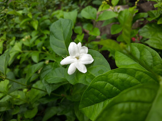 Fototapeta na wymiar white flowers of a green