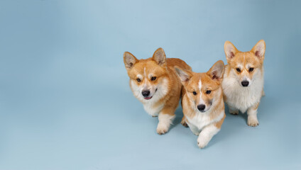 Corgi dogs on a blue background,a place for text