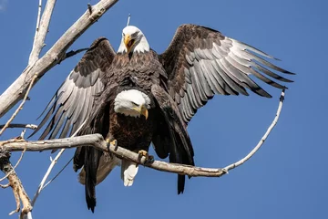 Zelfklevend Fotobehang American Bald Eagles - Mating © Bernie Duhamel
