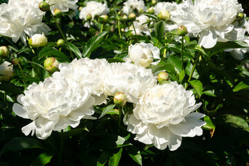 White peony in garden