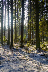 Fototapeta premium Beautiful forest landscape for the background. The light of the sun through the trees in winter at sunset.