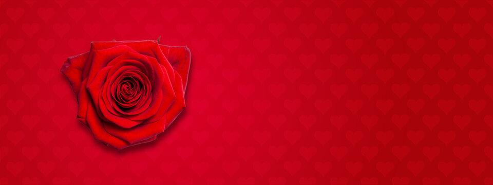 Bandeau avec un fond dégradé rouge avec des motifs en forme de coeur et une rose rouge en premier plan - Texture Saint-Valentin