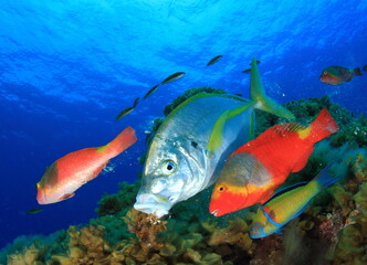 fish of different species and colours eat seaweed on the rocky platform  © Francisco