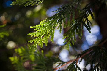 Platycladus orientalis, also known as Chinese thuja macro shot .