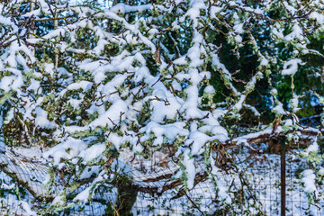 Snow On Green Branches