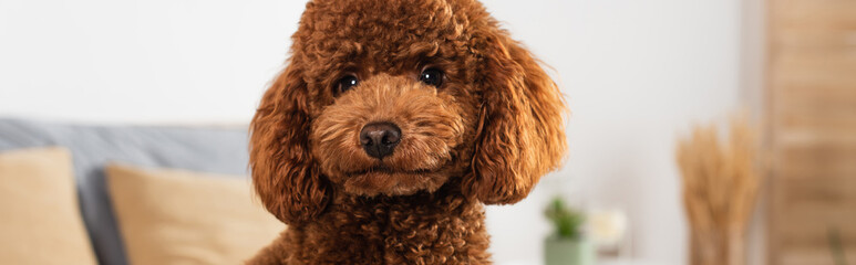 groomed poodle looking at camera in bedroom, banner.