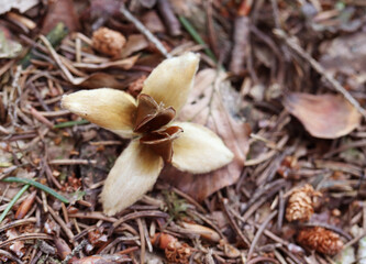 Fagus sylvatica. Beech berries and seeds in the forest in pine needles.