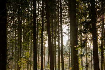 Beautiful forest landscape for the background. The light of the sun through the trees in winter at sunset.