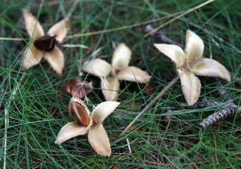 Fagus sylvatica. Beech fruits and seeds in the grass.