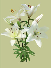 Fototapeta na wymiar lily flower bunch on light green background
