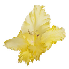 isolated bloom of yellow bright gladiolus