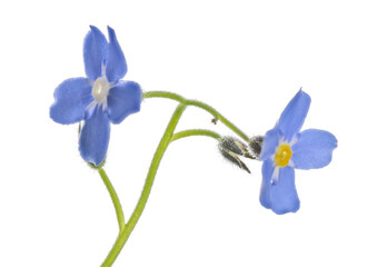 two fine blue forget-me-not blooms on stem