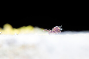 Globular springtail Dicyrtomina ornata in very close view