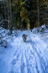 Malamute husky dog walking in winter snowy forest