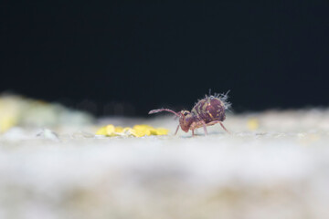 Globular springtail Dicyrtomina ornata in very close view