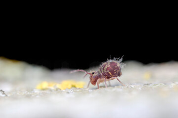 Globular springtail Dicyrtomina ornata in very close view