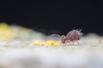 Globular springtail Dicyrtomina ornata in very close view