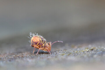 Globular springtail Dicyrtomina ornata in very close view