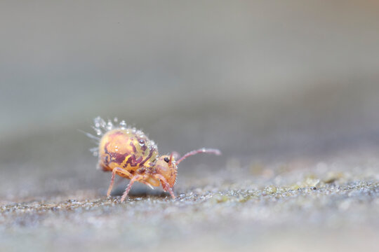 Globular springtail Dicyrtomina ornata in very close view