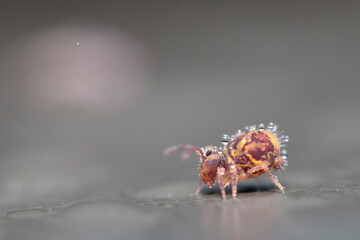 Globular springtail Dicyrtomina ornata in very close view