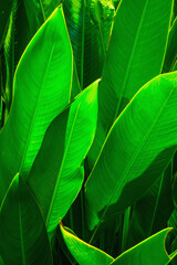 green leaf. Long rows of dark green leaves are lit by sunlight. Leaves for wallpaper and natural green backgrounds.