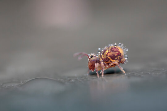 Globular springtail Dicyrtomina ornata in very close view