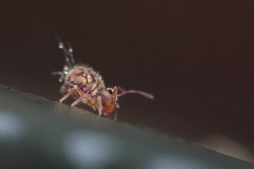 Globular springtail Dicyrtomina ornata in very close view
