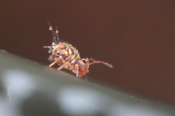 Globular springtail Dicyrtomina ornata in very close view