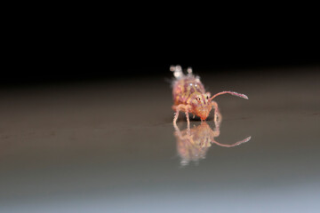 Globular springtail Dicyrtomina ornata in very close view