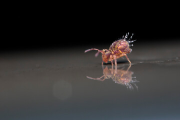 Globular springtail Dicyrtomina ornata in very close view