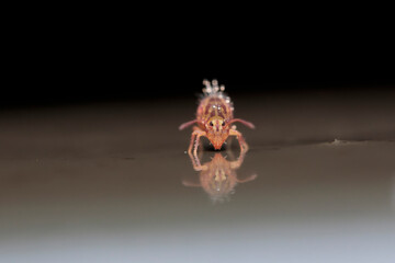 Globular springtail Dicyrtomina ornata in very close view