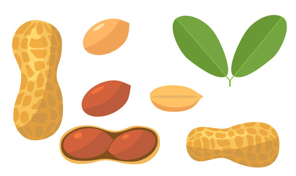 Fresh peanut with leaf in cartoon style. Vector whole, half and nuts peanut isolated on a white background.