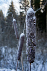 Snow-covered reeds on a frosty day in a swamp in winter