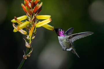 Costa's Male Hummingbird