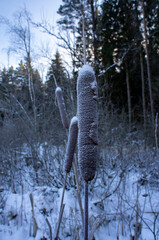 Snow-covered reeds on a frosty day in a swamp in winter