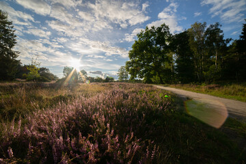 heath landscape in summerwith sunshine