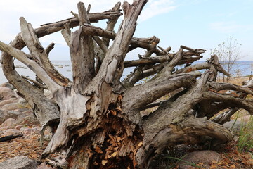 dead tree stump