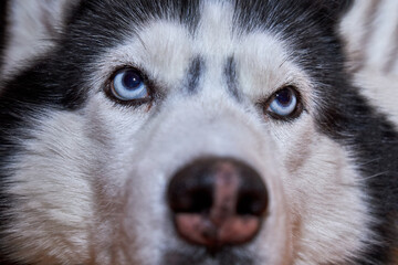 Close-up of the husky dog's eyes, macro.