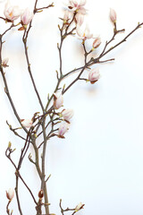White magnolia blooms on the tree branch on the white background.