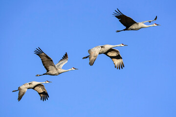 Sandhill Cranes - Flight - New Mexico