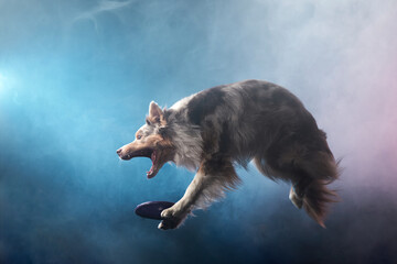Jumping border collie and catches a disk. The movement of the dog in colored smoke. Sports with an...