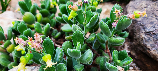 A close-up to the beautiful bear paws plant.