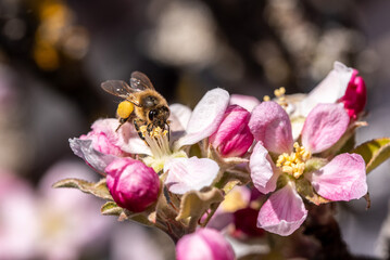 A bee gathering busy nectar on an apple tree